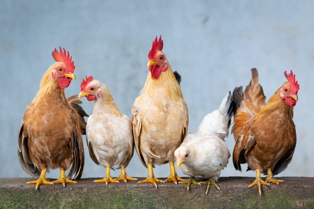 Poules ferme du baobab