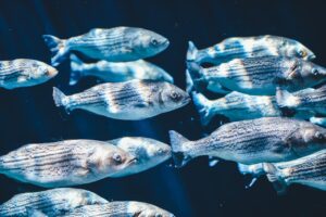 Poisson ferme du baobab