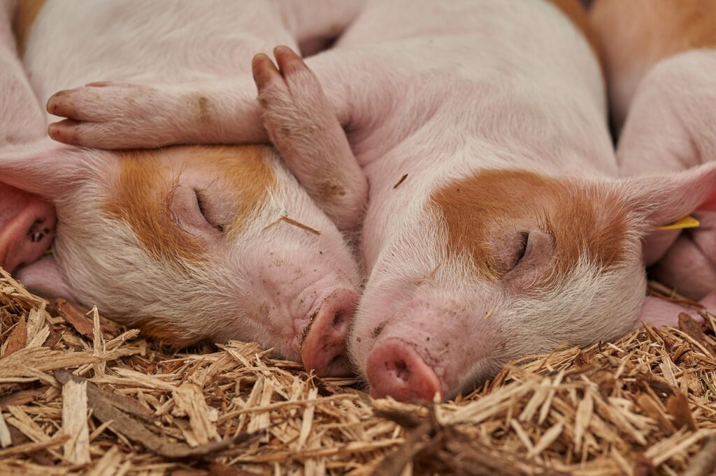 porc ferme du baobab