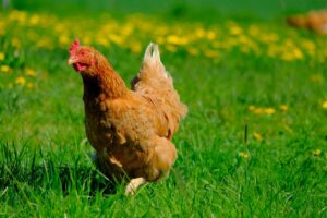 Poulet de ferme du baobab